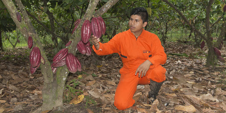 campo colombiano, día de la cosecha